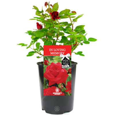 In Loving Memory Red Rose Outdoor Plant Ideal for Gardens Compact Size