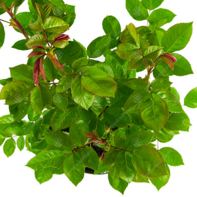In Loving Memory Red Rose - Outdoor Plant, Ideal for Gardens, Compact Size