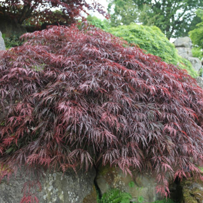 Inaba-shadier Japanese Maple Shrub Plant Acer Palmatum 3L Pot 40cm Grafted