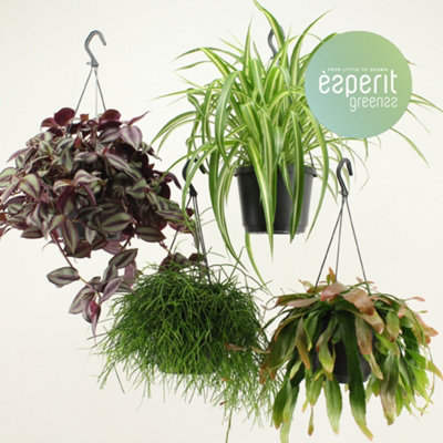 Indoor Houseplants Mixed Hangpo, 17cm Pot Size, 25cm Tall, Spider plant, Indoor Houseplant