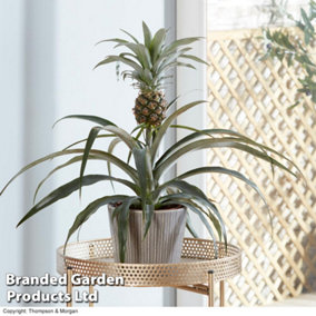 Indoor Ornamental Pineapple Houseplant (12cm Pot) x 1