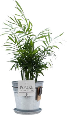 Indoor Palm Plant (Chamadorea) with Pot, Houseplant Real Indoor Plant