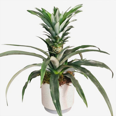 Indoor Pineapple Houseplant (Ananas)