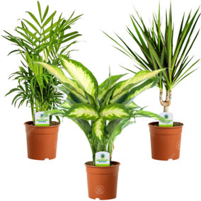Indoor Plant Mix (B): Dieffenbachia, Chamaedorea & Dracaena, Lush Greenery (30-50cm)