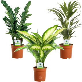 Indoor Plant Mix - Houseplant Collection, Dieffenbachia, Zamioculcas & Areca Palm (3 Plants - 30-50cm Height Including Pot)
