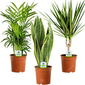 Indoor Plant Mix - Houseplant Collection, Sansevieria, Chamaedorea & Dracaena (3 Plants)
