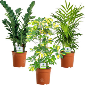 Indoor Plant Mix - Houseplant Collection, Schefflera, Zamioculcas & Chamaedorea (3 Plants)