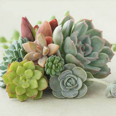 Indoor Succulents Plant Mix 6 x 5.5cm plants - House Plants for Homes & Offices - Indoor Plants Real in Pots