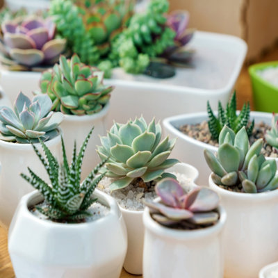 Indoor Succulents Plant Mix 6 x 5.5cm plants - House Plants for Homes & Offices - Indoor Plants Real in Pots