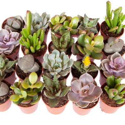 Indoor Succulents Plant Mix 6 x 5.5cm plants - House Plants for Homes & Offices - Indoor Plants Real in Pots - 3