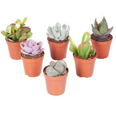 Indoor Succulents Plant Mix 6 x 5.5cm plants - House Plants for Homes & Offices - Indoor Plants Real in Pots - 4