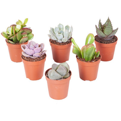 Indoor Succulents Plant Mix 6 x 5.5cm plants - House Plants for Homes & Offices - Indoor Plants Real in Pots