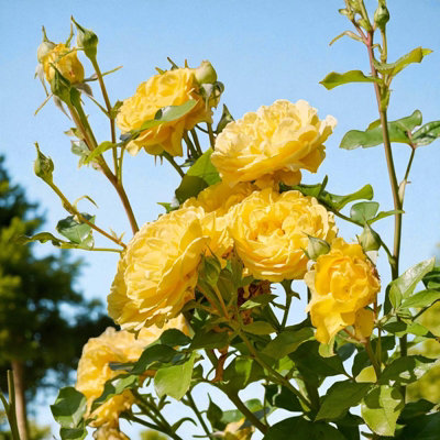 Inka Rose - Yellow Floribunda Rose Bush in 3 Litre Pot - Pollinator ...