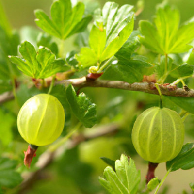 Invicta Gooseberry (Ribes uva-crispa) Tree - 3Ltr Potted