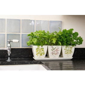 Iona Buchanan Herbs Eco Pots Set of 3 with Tray - L12.5 x W38 x H13 cm