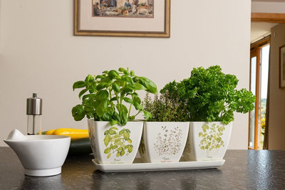 Iona Buchanan Eco Pots 3er Set Mit Tablett – Nachhaltige Bambus-Töpfe, Biologisch Abbaubar