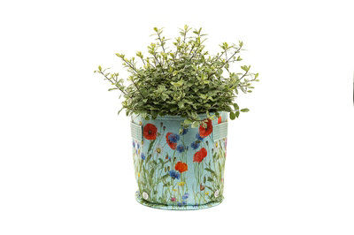 Iona Buchanan Meadow Fabric Eco 23L Pots - L45 x W45 x H27 cm - Green