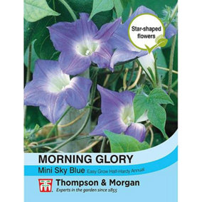 Ipomoea hirsuta Morning Glory Mini Sky Blue 1 Seed Packet (30 Seeds)