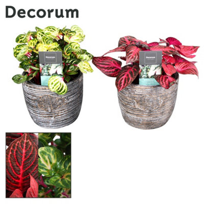 Iresine Herbstii Mixed Keram, 13cm Pot Size, 40cm Tall, Bloodleaf ...