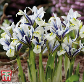 Iris Eyecatcher 10 Bulbs (Size 05/06)