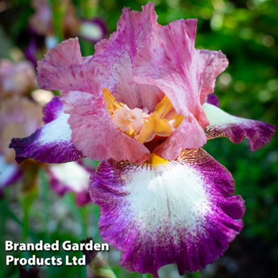 Iris Framboisine 7cm Potted Plant x 1 | DIY at B&Q