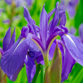 Iris Laevigata - Pond Plant in 9cm Pot - Japanese Water Iris Marginal Plant