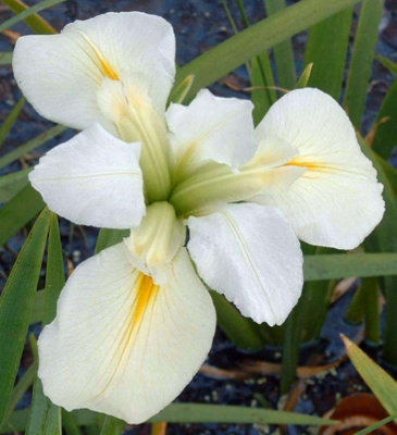 Iris louisiana 'Her Highness' - 3Ltr Bareroot - Marginal Aquatic Pond Plant