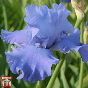 Iris Metolius Blues 7cm Potted Plant  x 1