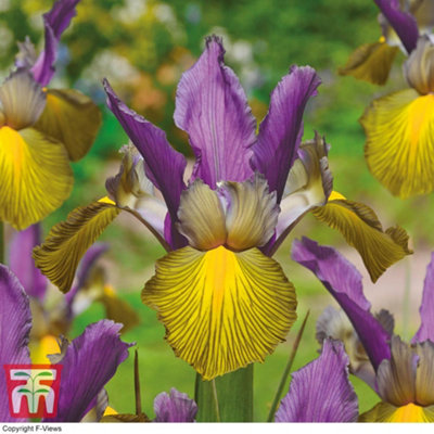 Iris Picasso 10 Bulbs (Size 08/09)