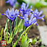 Iris Reticulata 100 Bulbs (Size 05/06)