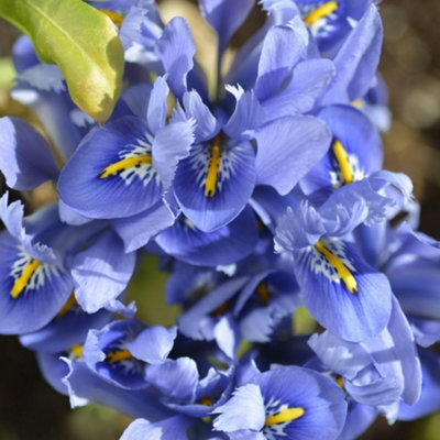 Iris Reticulata Alida Flower Bulbs for Planting - Pack of 80 Bulbs