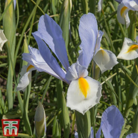 Iris Silver Beauty - 10 Spring Bulbs