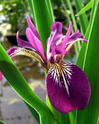Iris versicolor 'Kermesina' - 3Ltr Potted - Marginal Aquatic Pond Plant