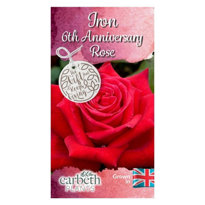Iron Wedding Rose Bush Gift Wrapped - 6th Wedding Anniversary Plant