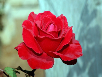 Iron Wedding Rose Bush Gift Wrapped - 6th Wedding Anniversary Plant