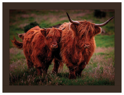 iStyle Highland Cows Lap Tray Rural Roots
