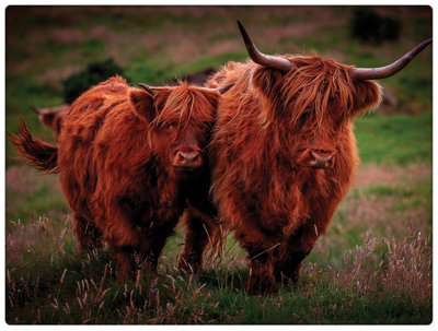 iStyle Highland Cows Worktop Saver Rural Roots