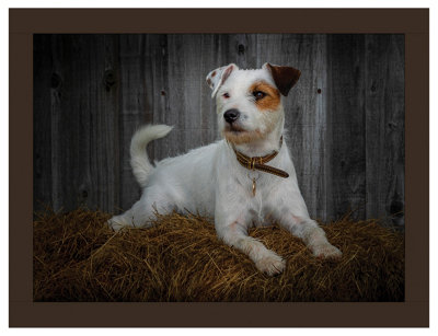 iStyle Jack Russell Lap Tray Rural Roots