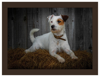 iStyle Jack Russell Lap Tray Rural Roots | DIY at B&Q