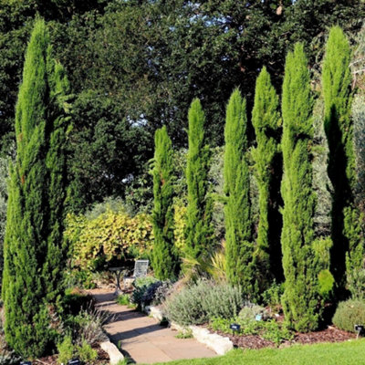 Italian Cypress Conifer Tree Cupressus Sempervirens Plant 1.5L Pot 60cm - 80cm