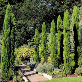 Italian Cypress Conifer Tree Cupressus Sempervirens Plant 5L pot 1.0 m- 1.2m