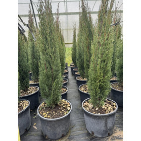 Italian Cypress Tree Cupressus Sempervirens 2.5-3ft Tall Large in a 5 Litre Pot