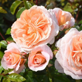 Its A Wonderful Life Rose Bush Pink Flowering Roses Floribunda Rose 4L Pot