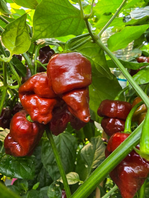 Jabba Da Hutt Chocolate Chilli Seeds for Growing Hot Peppers