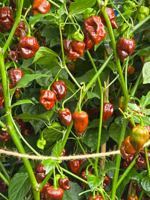 Jabba Da Hutt Chocolate Chilli Seeds for Growing Hot Peppers