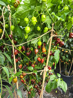 Jabba Da Hutt Chocolate Chilli Seeds for Growing Hot Peppers