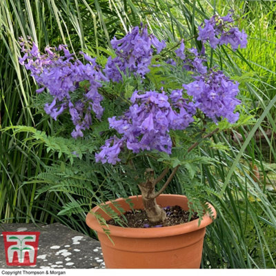 Jacaranda Bonsai blue 15cm Potted Plant x 1