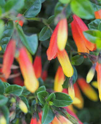 Jacobina pauciflora - Brazilian Fuchsia 1x9cm pot