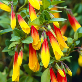 Jacobinia Pauciflora Garden Plant - Vibrant Red and Yellow Blooms, Compact Size (20-30cm Height Including Pot)
