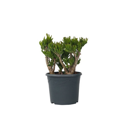 lavender large plants Lavandula-Big Time White 1C – Country Arbors Nursery